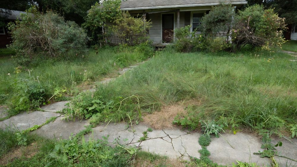 Overgrown yard before service